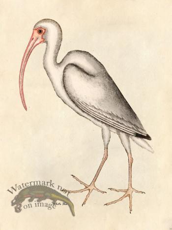 White Ibis - Tribute Bd 24